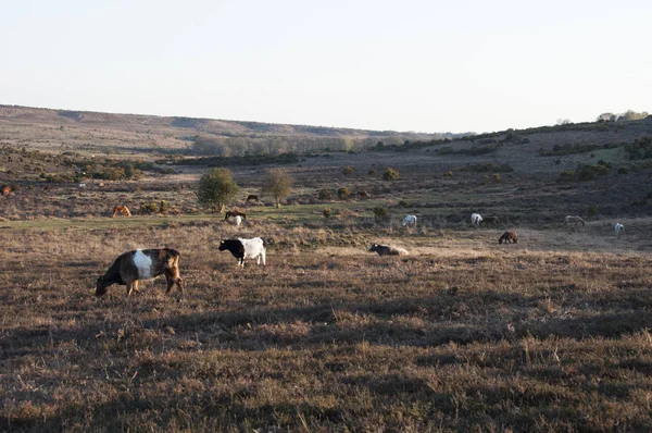 Vista Lejana Vacas Pastando Hierba Densa —  Fotos de Stock