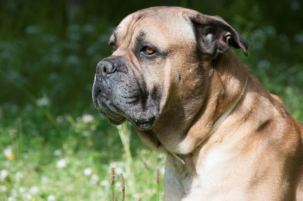 Vista Lateral Del Bullmastiff Sobre Hierba Verde —  Fotos de Stock