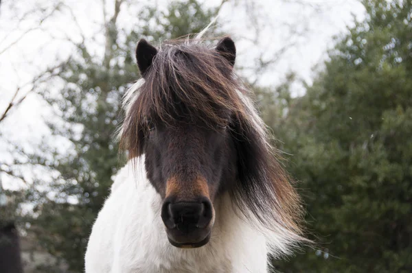 Vista Frontal Pony Dos Colores Con Melena Exuberante — Foto de Stock