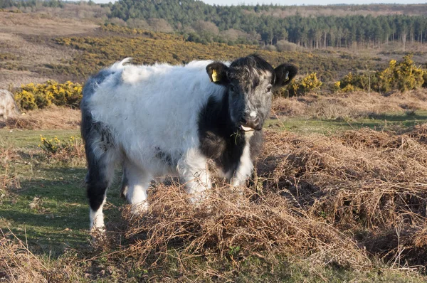 Pastagem Livre Vacas Nova Floresta — Fotografia de Stock