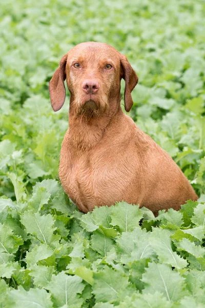 Filo Dai Capelli Ungherese Vizsla Campo Cavolo Riccio — Foto Stock