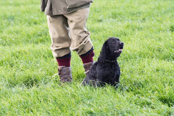 Jogo Tiro Com Seu Trabalho Cocker Spaniel — Fotografia de Stock