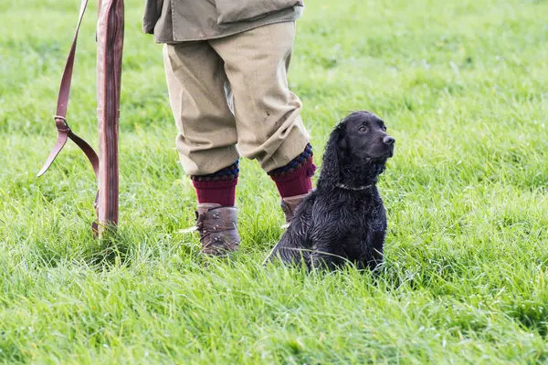 Strzelanka Jego Pracy Cocker Spaniel — Zdjęcie stockowe