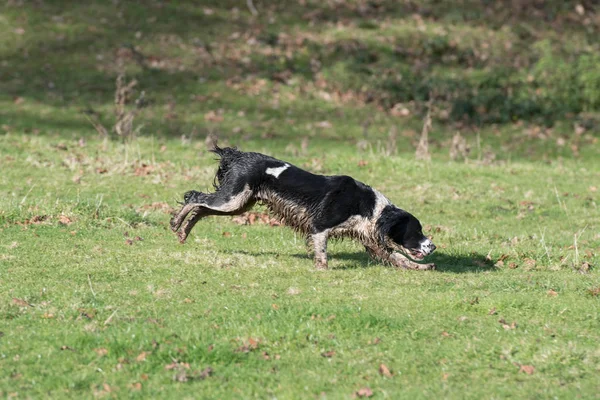 Munka Angol Springer Spániel — Stock Fotó