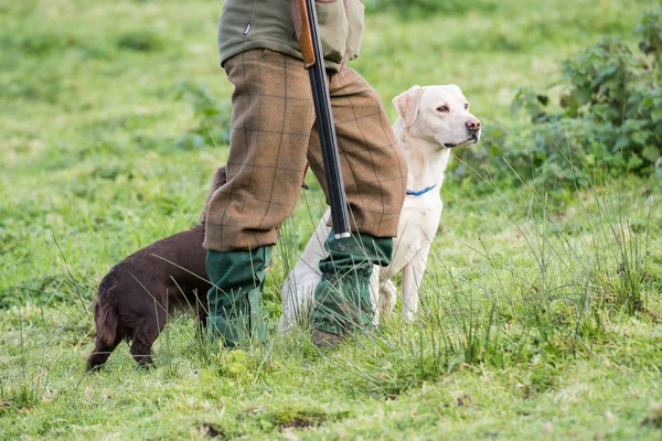 Pracy Żółty Labrador Peg Jego Mistrzem — Zdjęcie stockowe