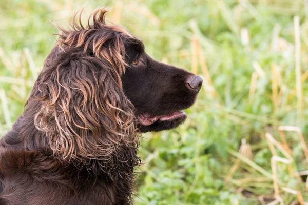 Trabalho Cocker Spaniel Retrato — Fotografia de Stock