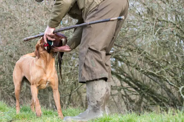 Labrador Pierza Usta Dostarczeniu Odzyskać — Zdjęcie stockowe