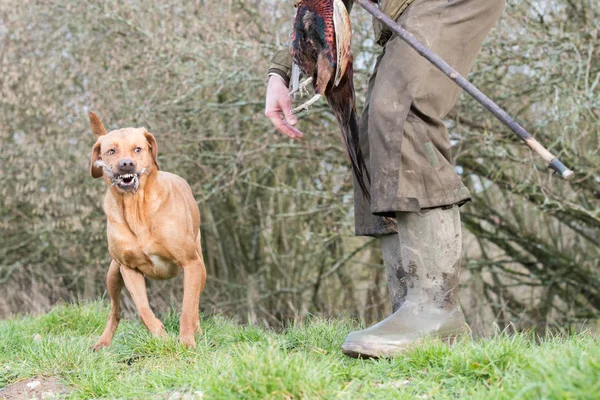 Labrador Pierza Usta Dostarczeniu Odzyskać — Zdjęcie stockowe