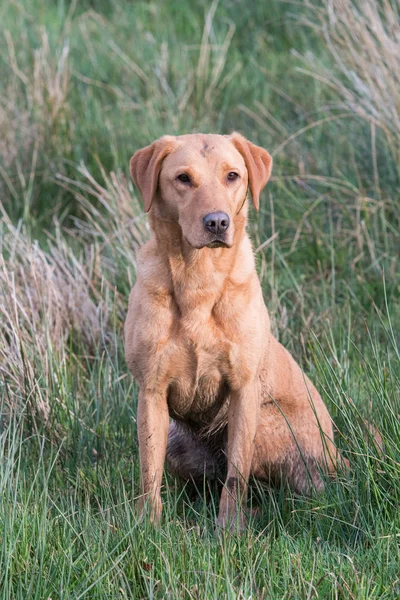 Fox Red Labrador Siedzi Trawie — Zdjęcie stockowe