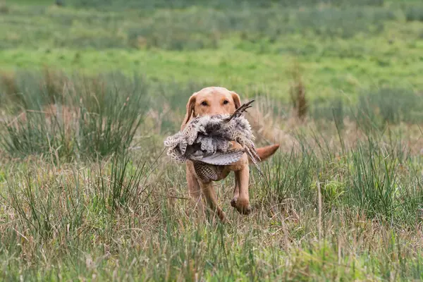 Labrador Recuperando Faisão Tiro Jogo — Fotografia de Stock