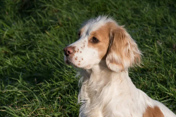 Trabalho Cocker Spaniel Olhando Para Câmera — Fotografia de Stock