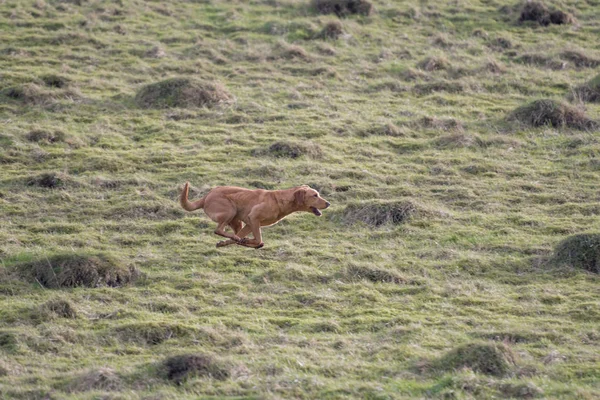 Labrador Über Feld Laufen — Stockfoto