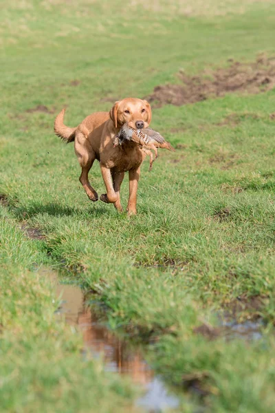 Munka Róka Piros Labrador Visszanyerhető Egy Partridge — Stock Fotó