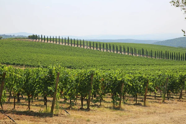 Prachtige Weelderige Wijngaarden Omzoomd Door Cipressen Chianti Italië — Stockfoto