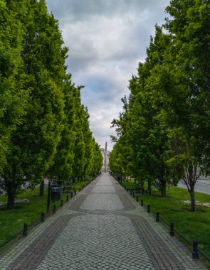 Taraflar ve caddeler arasında yeşil thuja bitkileri arasında gri kaldırım