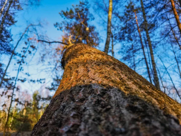 Uppåt Titta Trädkrona Och Löv Och Blå Himmel — Stockfoto