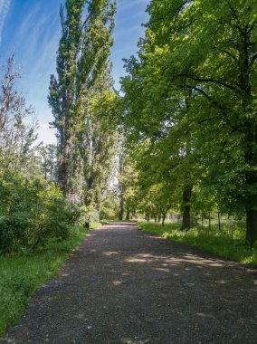 Ağaçlar ve yeşil çalılar arasında parkta uzun bir yol var.