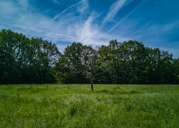 Green clearing with dry tree near path high trees and blue cloudy sky