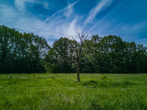 Zielona Polanka Suchym Drzewem Przy Ścieżce Wysokie Drzewa Błękitne Zachmurzone — Zdjęcie stockowe
