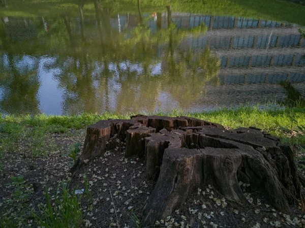 Overblijfselen Van Gevelde Boom Park Nabij Rivier Met Reflecties Water — Stockfoto