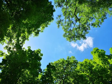 Yeşil ağaçlara tepeden bakınca taçlar ve güneşli bir günde mavi gökyüzü.