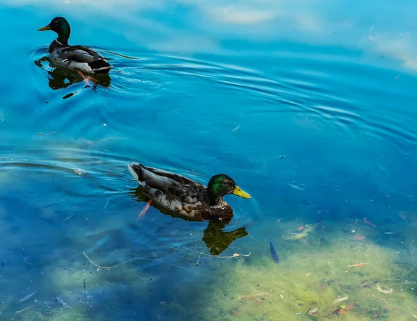 Kleine Graue Enten Schwimmen Schönen Großen Klaren See — Stockfoto