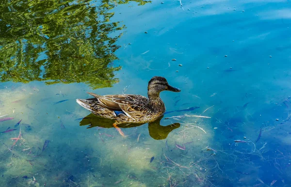 Kleine Graue Ente Schwimmt Schönen Großen Klaren See — Stockfoto