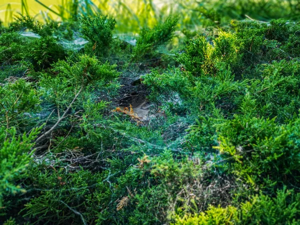 Spiders Net Weaved Big Green Bushes Park — Stock Photo, Image