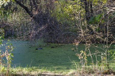 Sonbahar South Park Sofya Bulgaristan