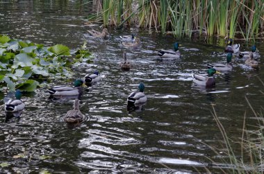 Sonbahar South Park Sofya Bulgaristan