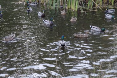 Sonbahar South Park Sofya Bulgaristan