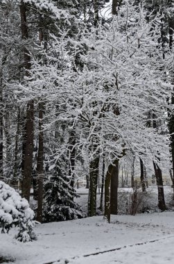 Karlı kış öğleden sonra geç saatlerde, Bankia Sofia ağaçlarda