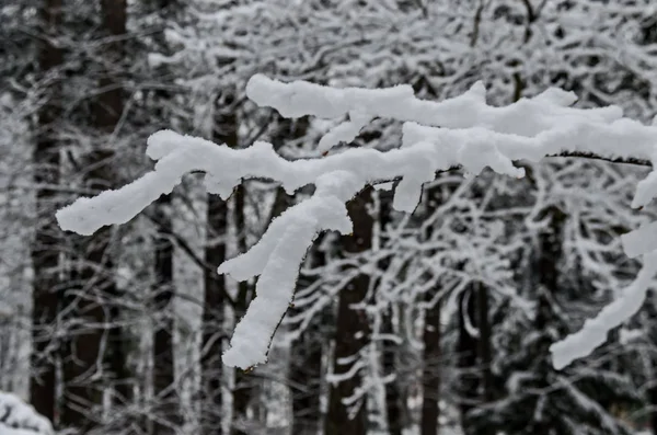 Snowy Trees Winter Late Afternoon Bankia Sofia — Stock Photo, Image