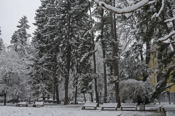 Árboles Nevados Invierno Tarde Bankia Sofia — Foto de Stock