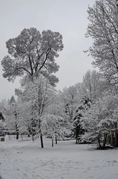 Verschneite Bäume Winter Späten Nachmittag Bankia Sofia — Stockfoto