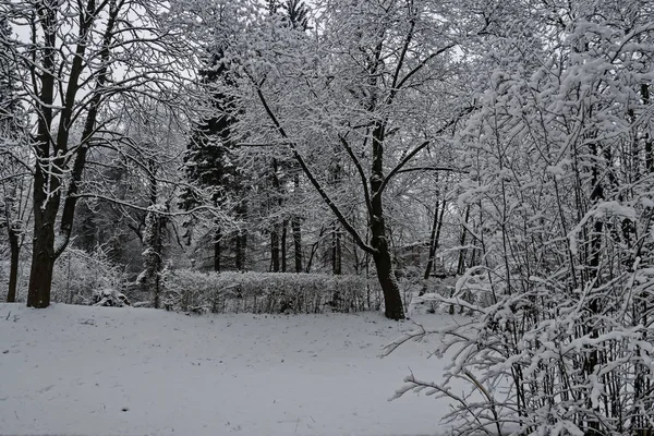 Χιονισμένα Δέντρα Χειμώνα Αργά Απόγευμα Bankia Σοφια — Φωτογραφία Αρχείου