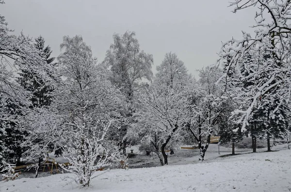 Árboles Nevados Invierno Tarde Bankia Sofia — Foto de Stock