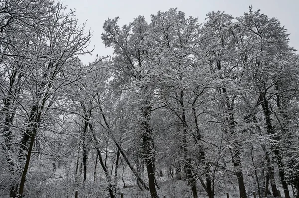 Snöiga Träd Vintern Sent Eftermiddagen Bankia Sofia — Stockfoto