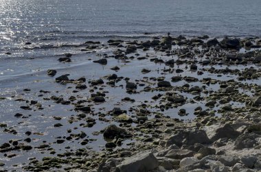 Hayat tarafından sahil Karadeniz Nessebar, Bulgaristan