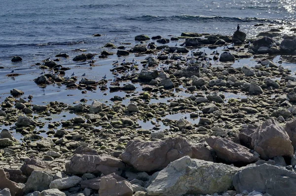 Life Seashore Black Sea Nessebar Bulgaria — Stock Photo, Image