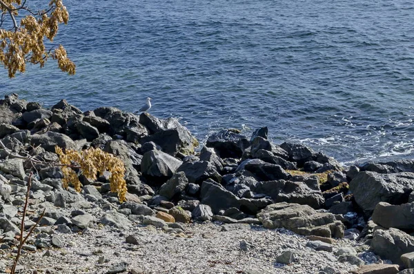 Life Seashore Black Sea Nessebar Bulgaria — Stock Photo, Image