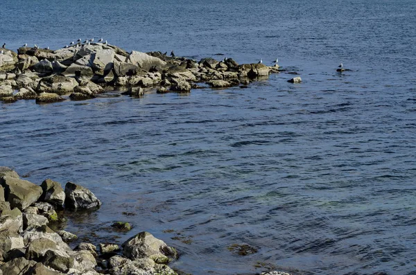 Life Seashore Black Sea Nessebar Bulgaria — Stock Photo, Image