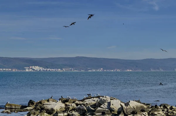 Leven Door Seashore Zwarte Zee Nessebar Bulgarije — Stockfoto