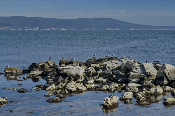 Life Seashore Black Sea Nessebar Bulgaria — Stock Photo, Image