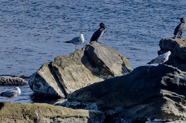 Life Seashore Black Sea Nessebar Bulgaria — Stock Photo, Image