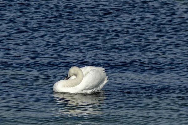 Sea Shore Bird Nessebar Old Town Bulgária — Fotografia de Stock