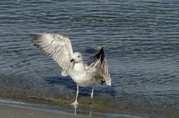 Sea Shore Bird Nessebar Old Town Bulgaria — Stock Photo, Image