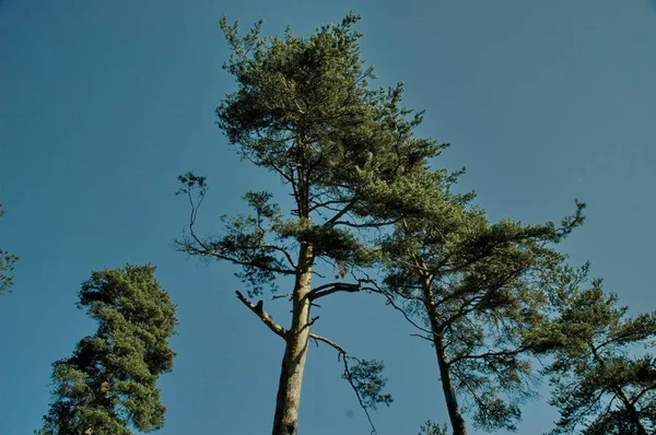 Piniové Špičky Jehličnatých Stromů Plana Mountain Bulharsko — Stock fotografie