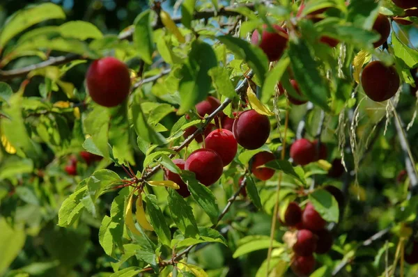 Śliwka Owoców Dżem Górach Plana Bułgaria — Zdjęcie stockowe