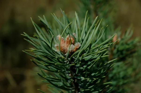 Las Puntas Pino Los Árboles Coníferas Plana Montaña Bulgaria —  Fotos de Stock